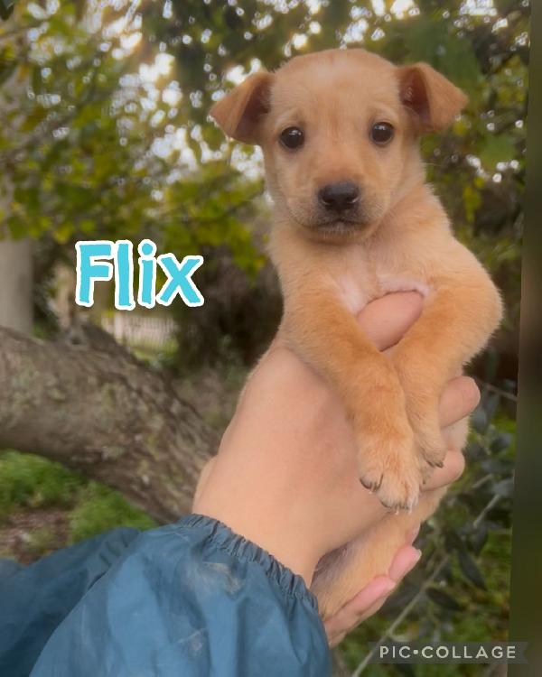 😍FLIX😍 come resistere ad uno scricciolo così 🥰🥰🥰 Foto 2