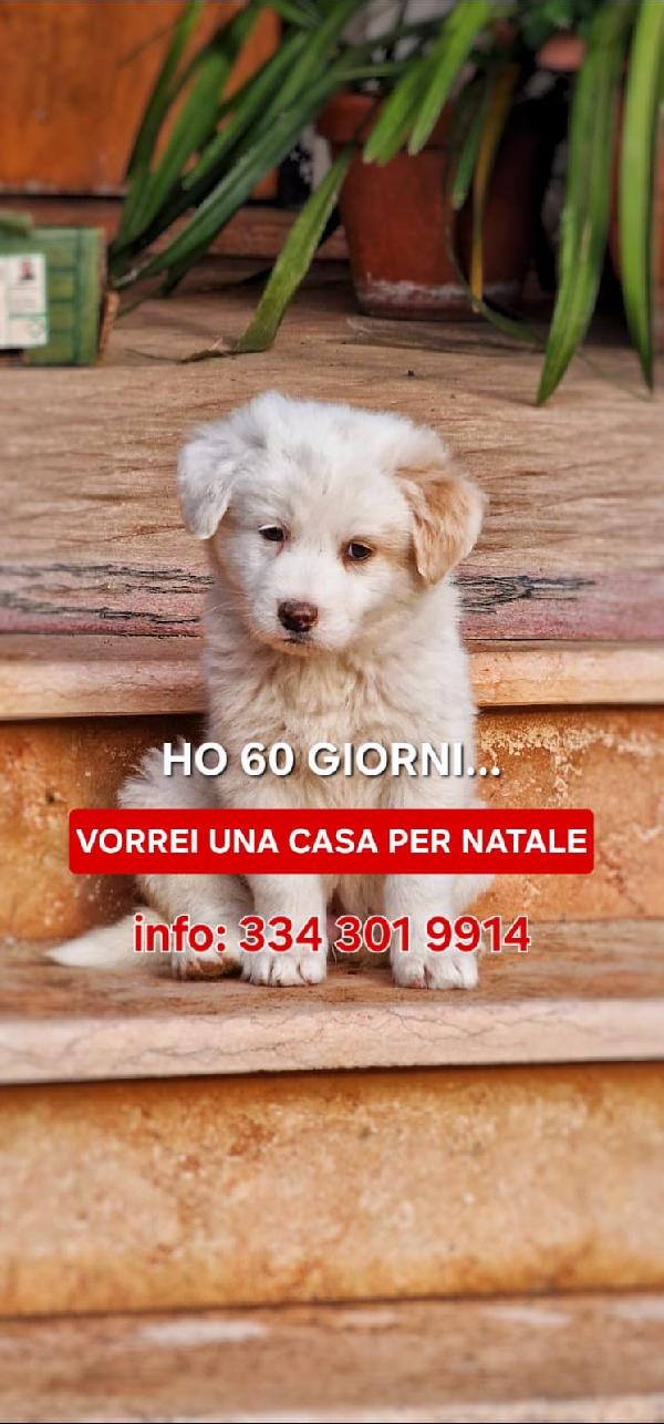 😎Rayan🥰 Splendido Amore Cerca Casa Per Sempre♥️