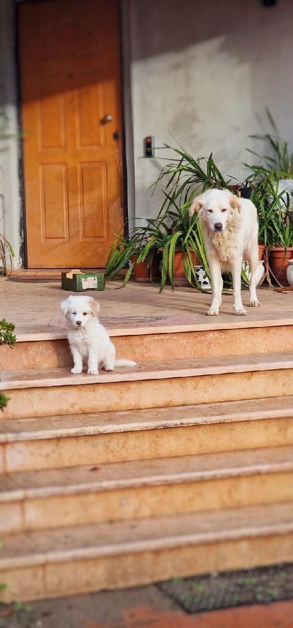 😎RAYAN🥰 splendido amore cerca casa per sempre♥️ Foto 3