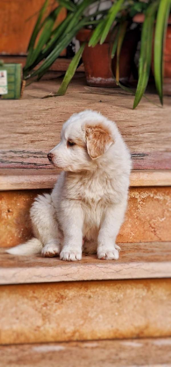 😎RAYAN🥰 splendido amore cerca casa per sempre♥️ Foto 5