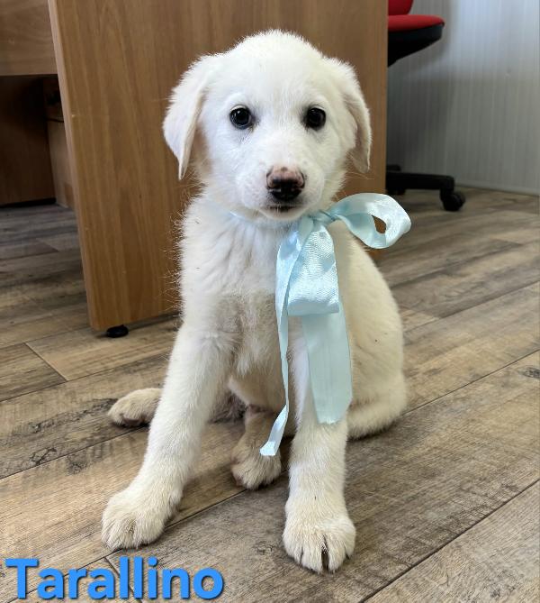 Tarallino Cucciolo Maschio Medio Grande