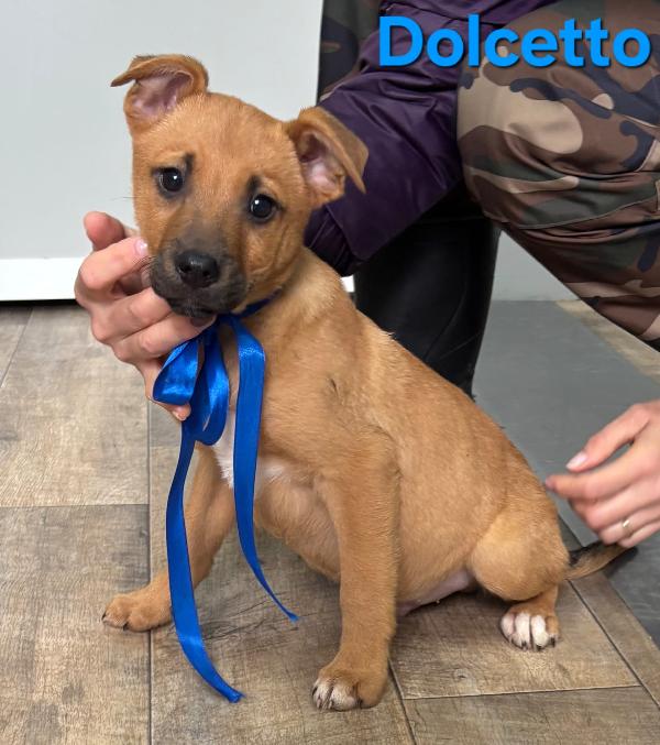Dolcetto Cucciolo Maschio Taglia Media