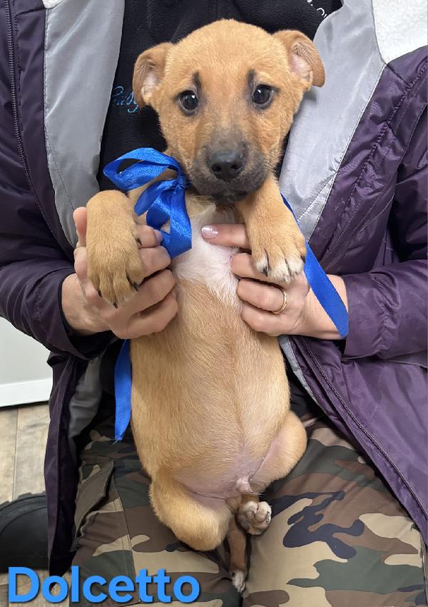 DOLCETTO CUCCIOLO MASCHIO TAGLIA MEDIA Foto 2