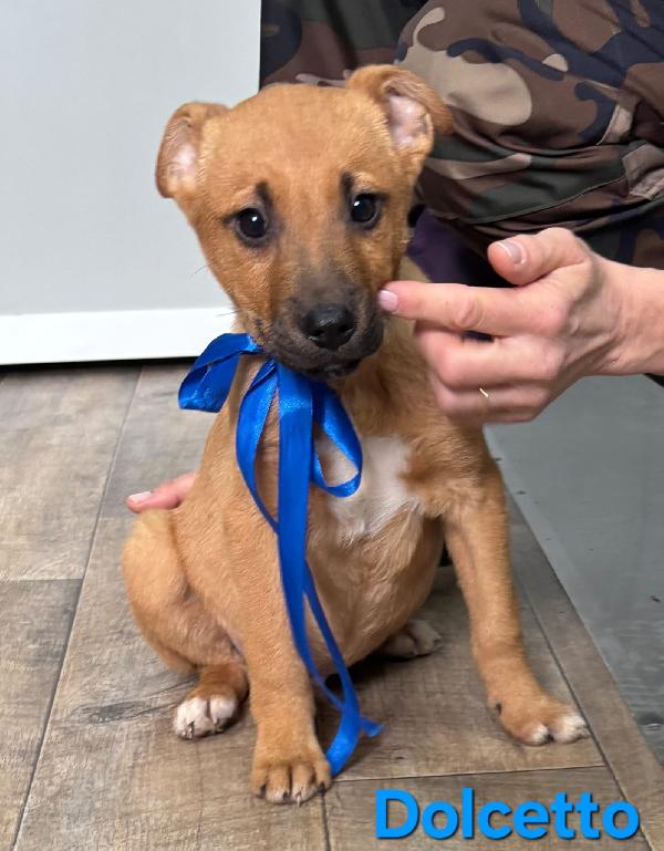 DOLCETTO CUCCIOLO MASCHIO TAGLIA MEDIA Foto 3