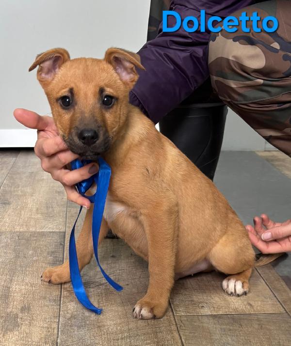 DOLCETTO CUCCIOLO MASCHIO TAGLIA MEDIA Foto 4