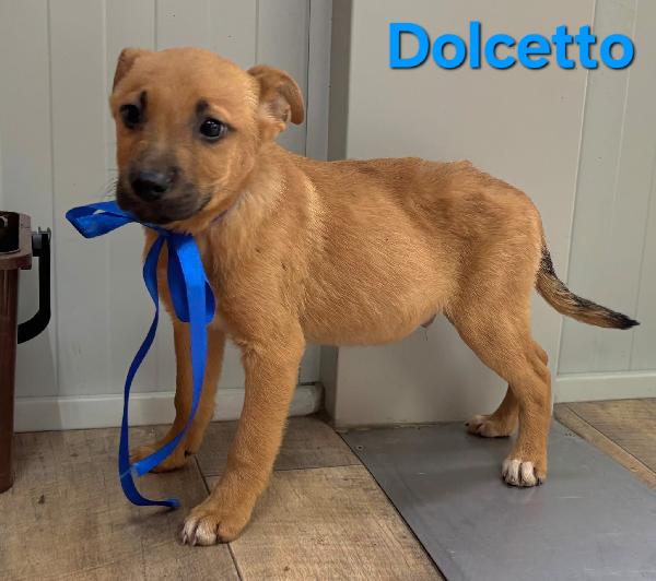 DOLCETTO CUCCIOLO MASCHIO TAGLIA MEDIA Foto 5