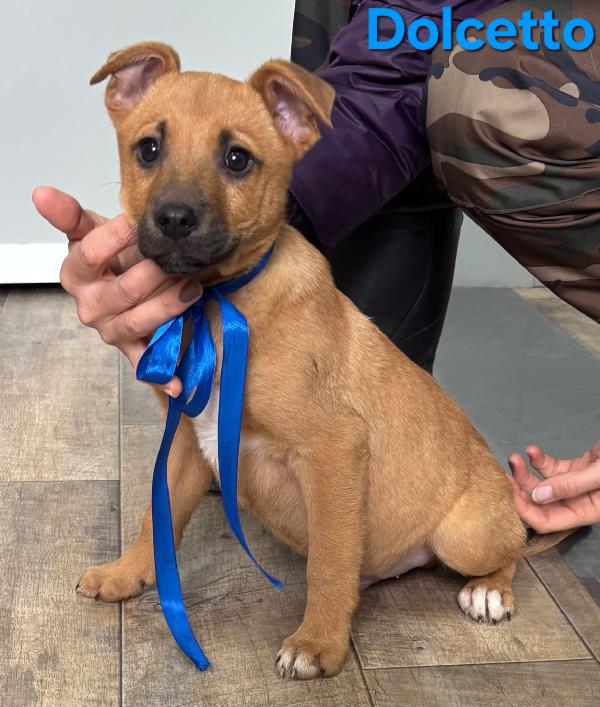 DOLCETTO CUCCIOLO MASCHIO TAGLIA MEDIA Foto 6