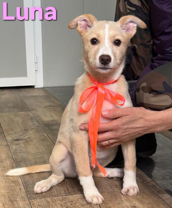 Luna Cucciola Femmina Taglia Media