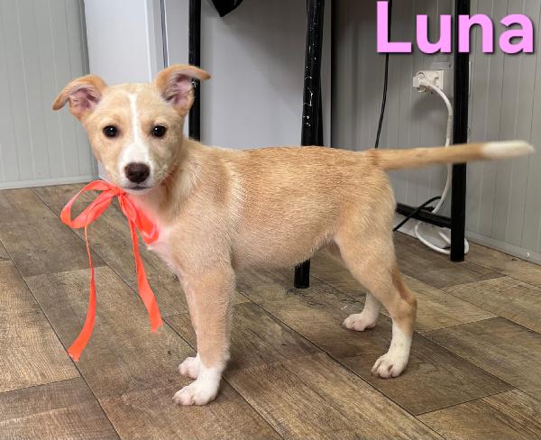 LUNA CUCCIOLA FEMMINA TAGLIA MEDIA Foto 2