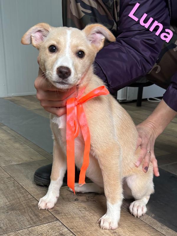 LUNA CUCCIOLA FEMMINA TAGLIA MEDIA Foto 3