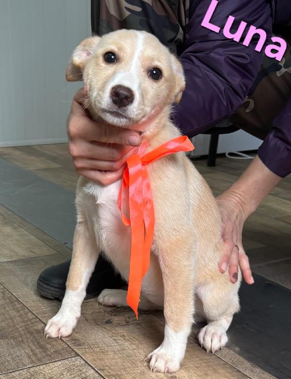 LUNA CUCCIOLA FEMMINA TAGLIA MEDIA Foto 4