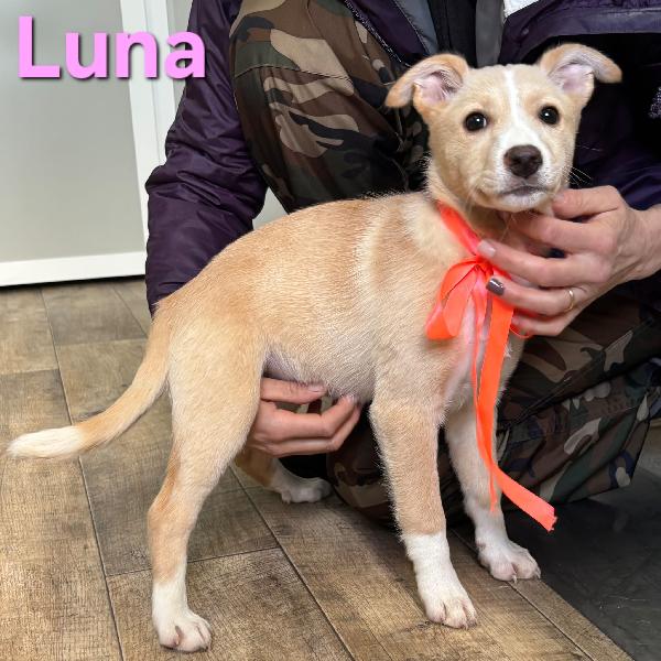 LUNA CUCCIOLA FEMMINA TAGLIA MEDIA Foto 5