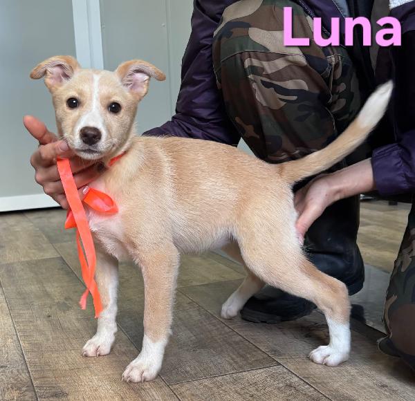 LUNA CUCCIOLA FEMMINA TAGLIA MEDIA Foto 6