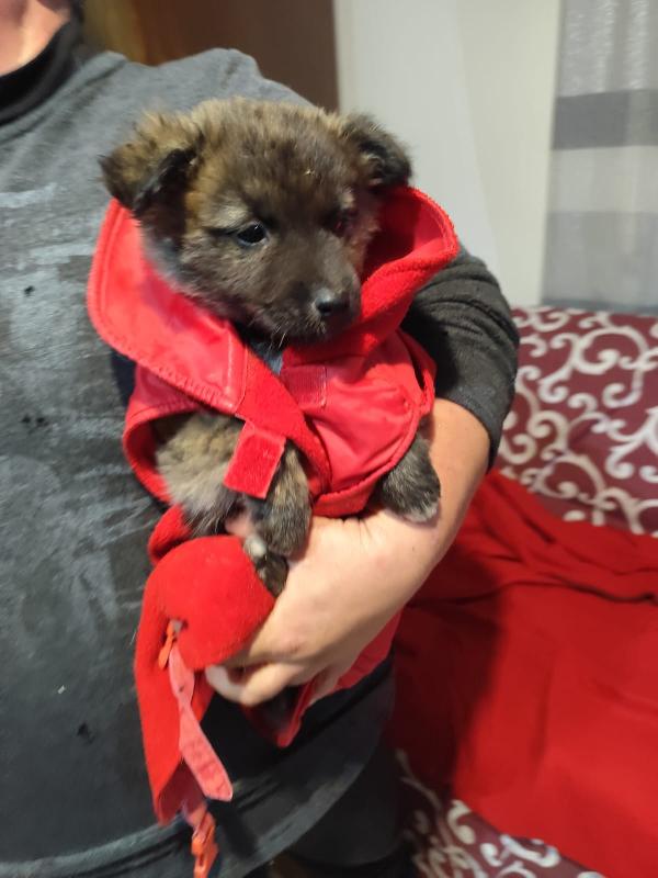 GEORGI CANDY LAMÙ cucciole taglia medio piccola  Foto 7