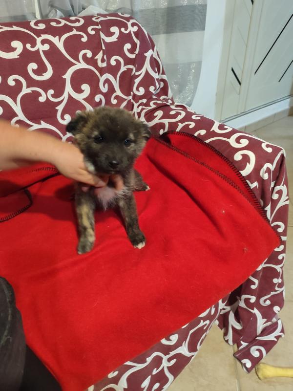 GEORGI CANDY LAMÙ cucciole taglia medio piccola  Foto 8