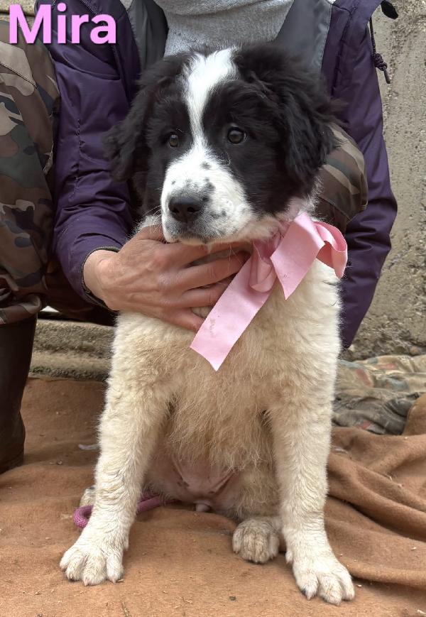 Mira Cucciola Femmina Taglia Grande Simil Caucaso
