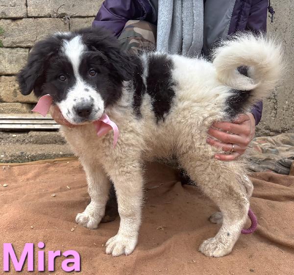 MIRA CUCCIOLA FEMMINA TAGLIA GRANDE SIMIL CAUCASO Foto 2