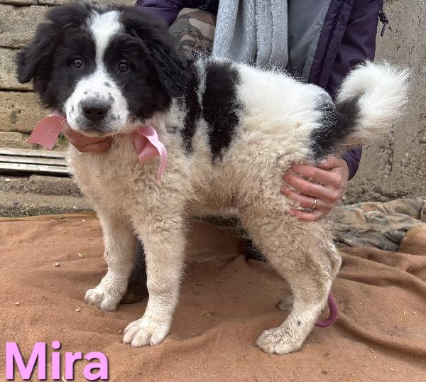 MIRA CUCCIOLA FEMMINA TAGLIA GRANDE SIMIL CAUCASO Foto 3