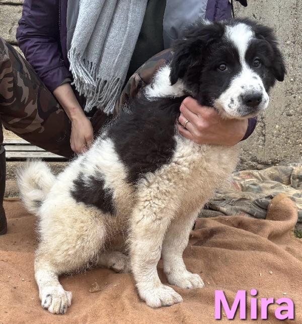 MIRA CUCCIOLA FEMMINA TAGLIA GRANDE SIMIL CAUCASO Foto 4