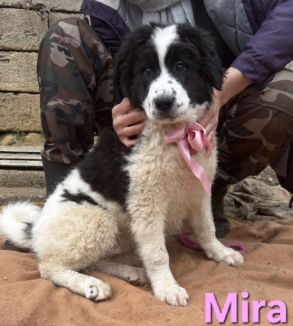 MIRA CUCCIOLA FEMMINA TAGLIA GRANDE SIMIL CAUCASO Foto 5