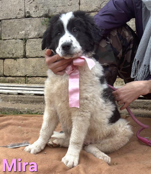 MIRA CUCCIOLA FEMMINA TAGLIA GRANDE SIMIL CAUCASO Foto 6