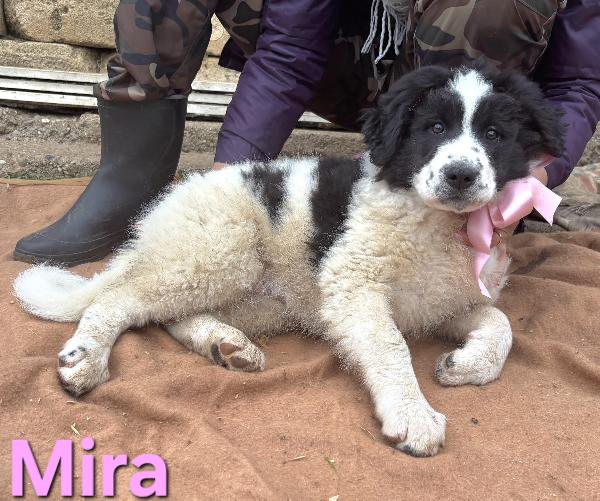 MIRA CUCCIOLA FEMMINA TAGLIA GRANDE SIMIL CAUCASO Foto 7