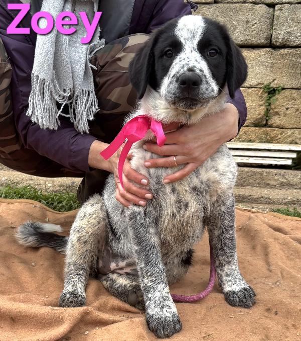 Zoey Cucciola Taglia Grande Simil Caucaso