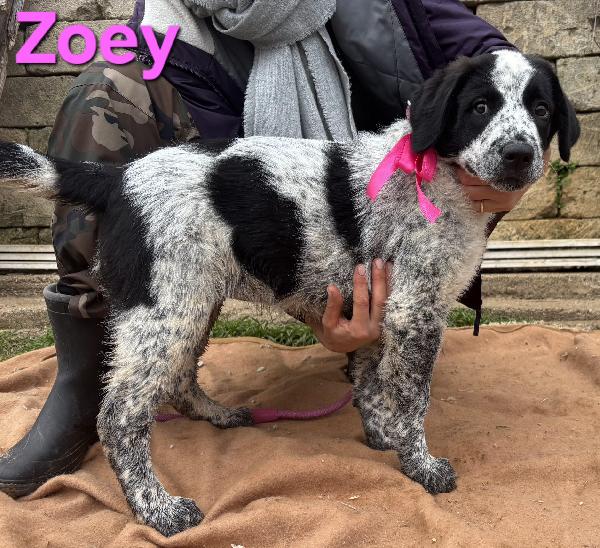 ZOEY CUCCIOLA TAGLIA GRANDE SIMIL CAUCASO Foto 2