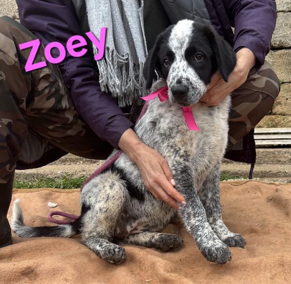 ZOEY CUCCIOLA TAGLIA GRANDE SIMIL CAUCASO Foto 3