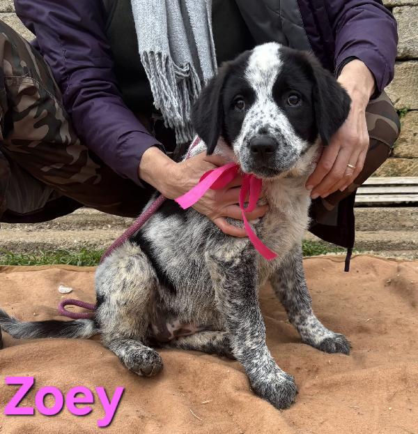ZOEY CUCCIOLA TAGLIA GRANDE SIMIL CAUCASO Foto 4