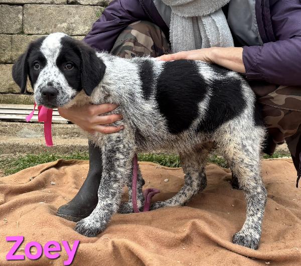 ZOEY CUCCIOLA TAGLIA GRANDE SIMIL CAUCASO Foto 5