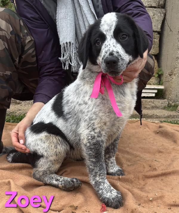 ZOEY CUCCIOLA TAGLIA GRANDE SIMIL CAUCASO Foto 6