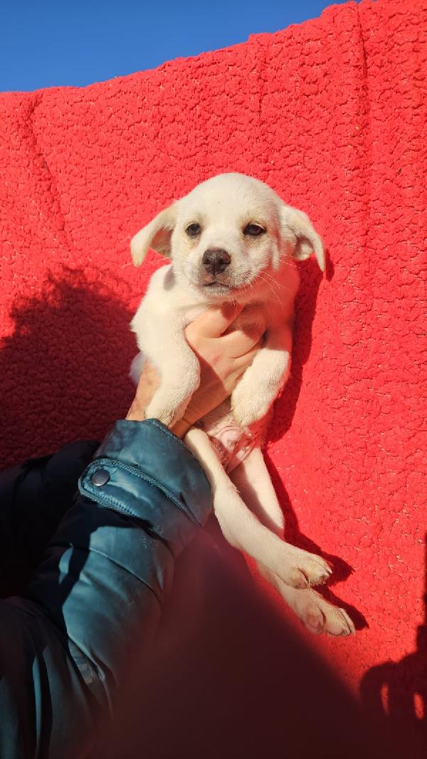 Antos: 2 Mesi Taglia Piccola 