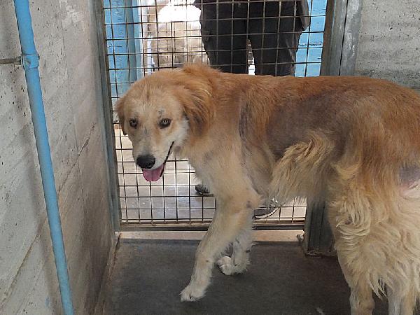 Aurelio bello, socievole e affettuoso Foto 5