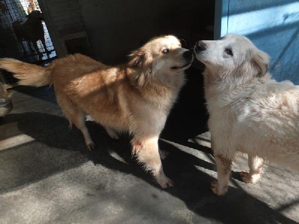 Aurelio bello, socievole e affettuoso Foto 8