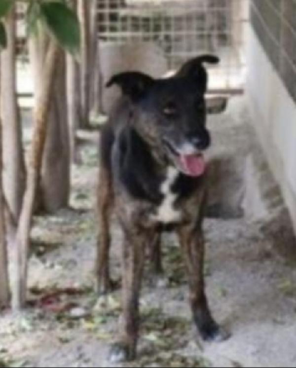 Elvis Tigrato 5Anni Salito A Milano In Canile