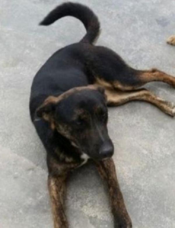 Elvis tigrato 5anni salito a Milano in canile Foto 2