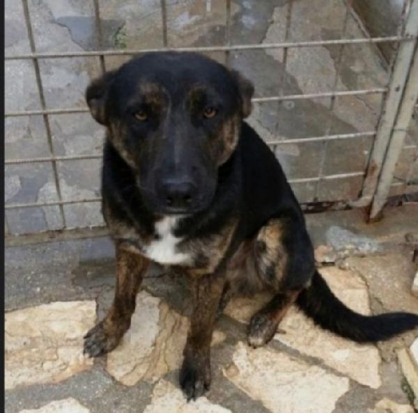 Elvis tigrato 5anni salito a Milano in canile Foto 4