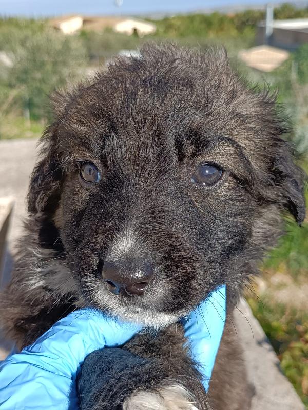 Rio in adozione  Foto 2