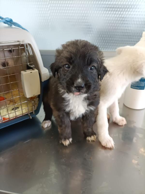 Rio in adozione  Foto 3