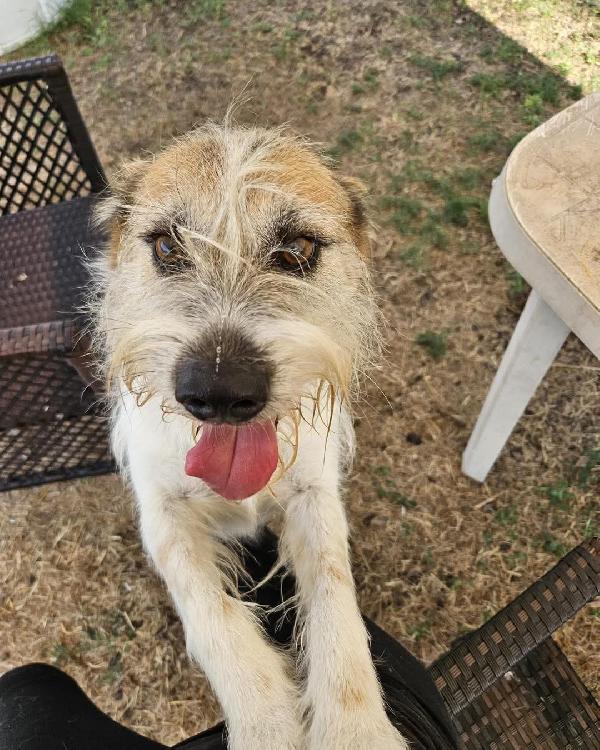 Baffo Nanerottolo Da Sempre In Canile 