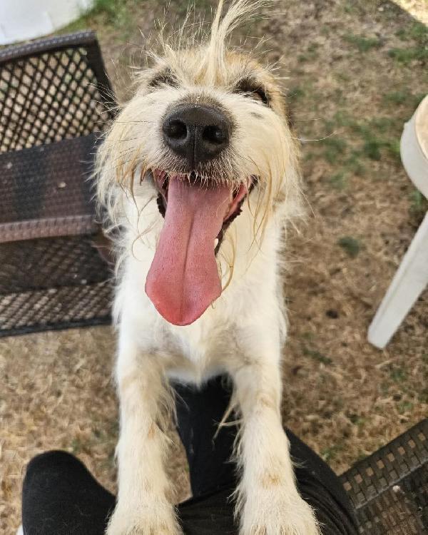 Baffo nanerottolo da sempre in canile  Foto 2