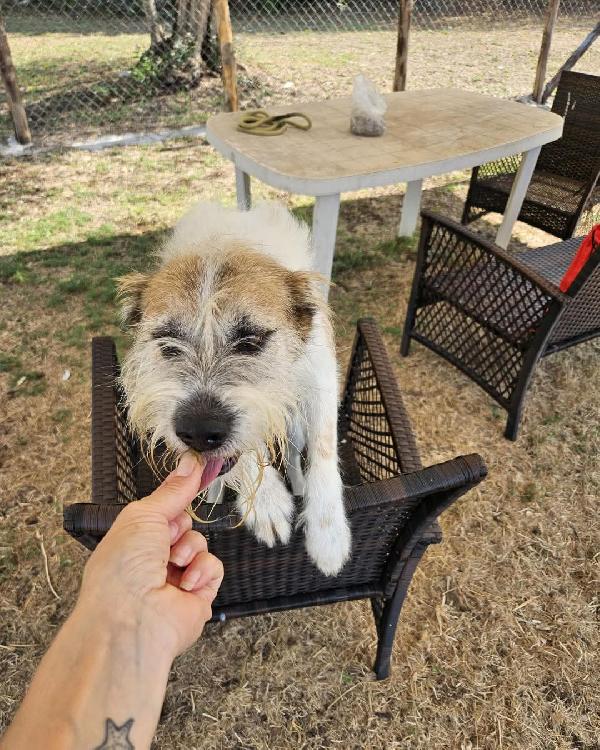 Baffo nanerottolo da sempre in canile  Foto 3