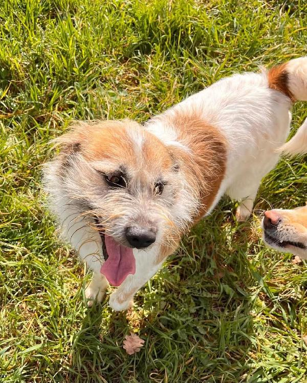 Baffo nanerottolo da sempre in canile  Foto 4