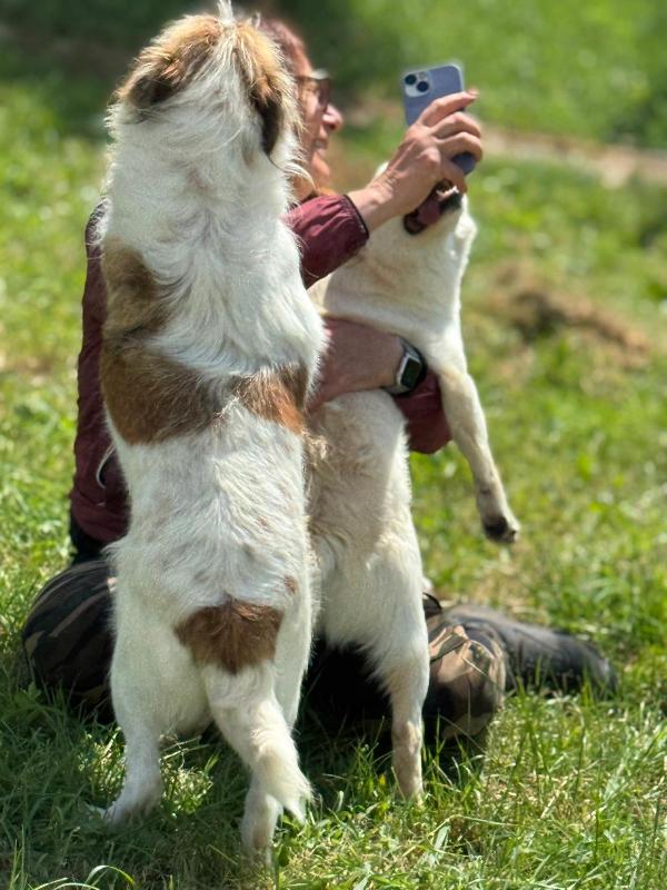 Baffo nanerottolo da sempre in canile  Foto 5