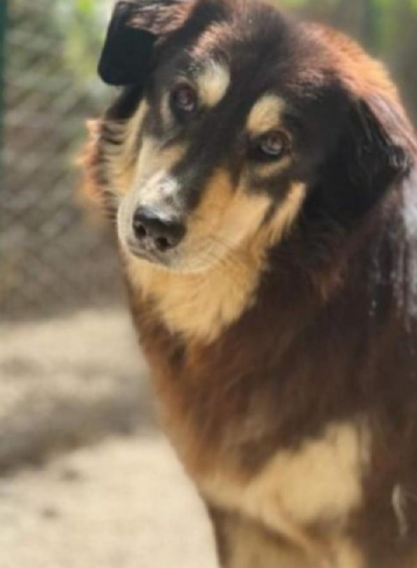 Lady Salvata Da 1Lager Ma In Canile Da 3Anni Lazio