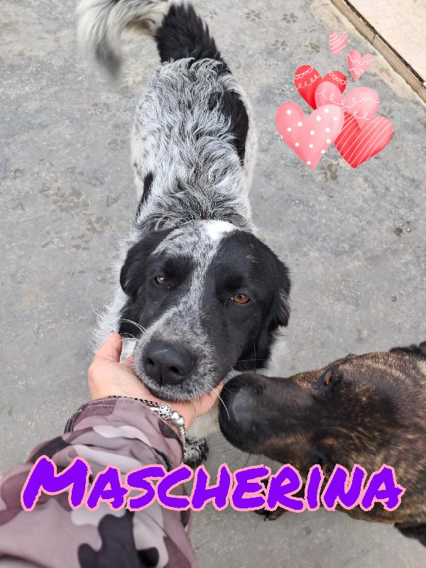 Mascherina Mix Setter 