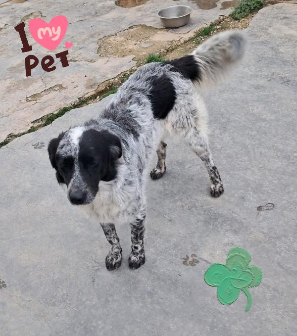 Mascherina mix setter  Foto 2