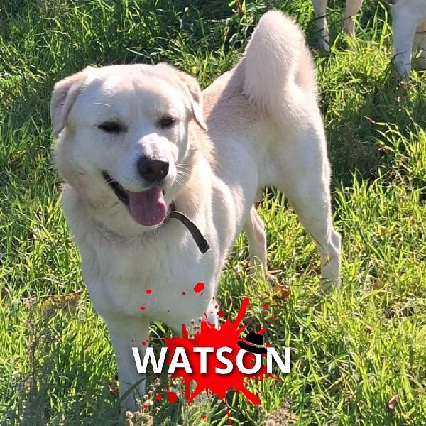 Watson🪔 Foto 4