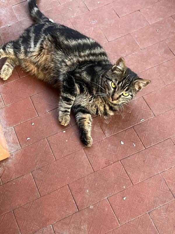 Vesper: Micia Tigrata Di 8 Mesi Cerca Famiglia